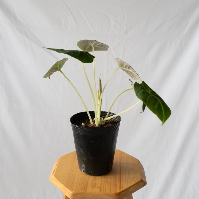 アロカシア ニンジャ Alocasia 観葉植物 静岡 ANTIDOTE 通販 S42 |