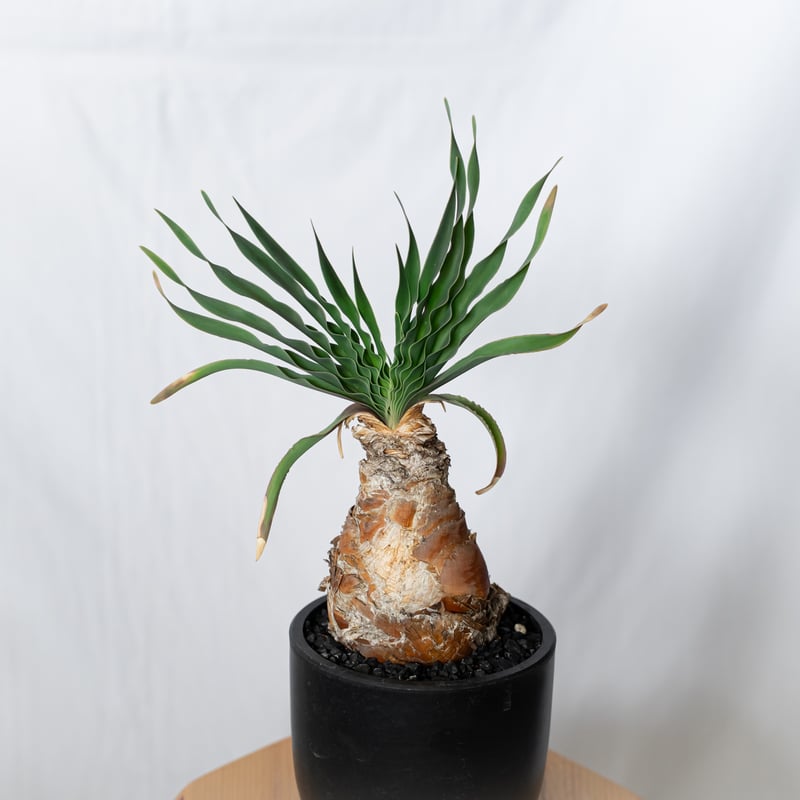 ブーファン ディスティチャ 実生 Boophane disticha 多肉植物 珍奇植物