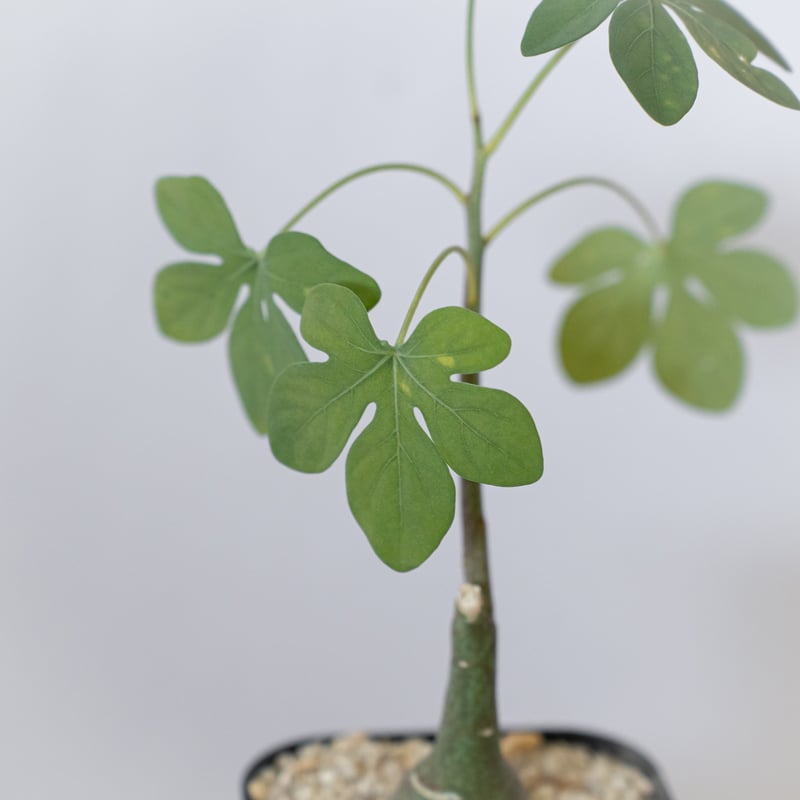 アデニア グラウカ 幻蝶かずら 実生 Adenia glauca 塊根植物