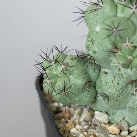 オルテゴカクタス マクドガリー 実生 Ortegocactus macdougallii 多肉植物 珍奇植物 静岡 ANTIDOTE 通販 S1480
