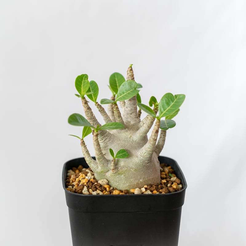 アデニウム アラビカム ブラックスキン Adenium Arabicum Black