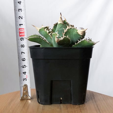アガベ チタノタ 白幽霊【発根管理中】TC株 agave titanota white ghost 多肉植物 珍奇植物 静岡 ANTIDOTE 通販 S1446