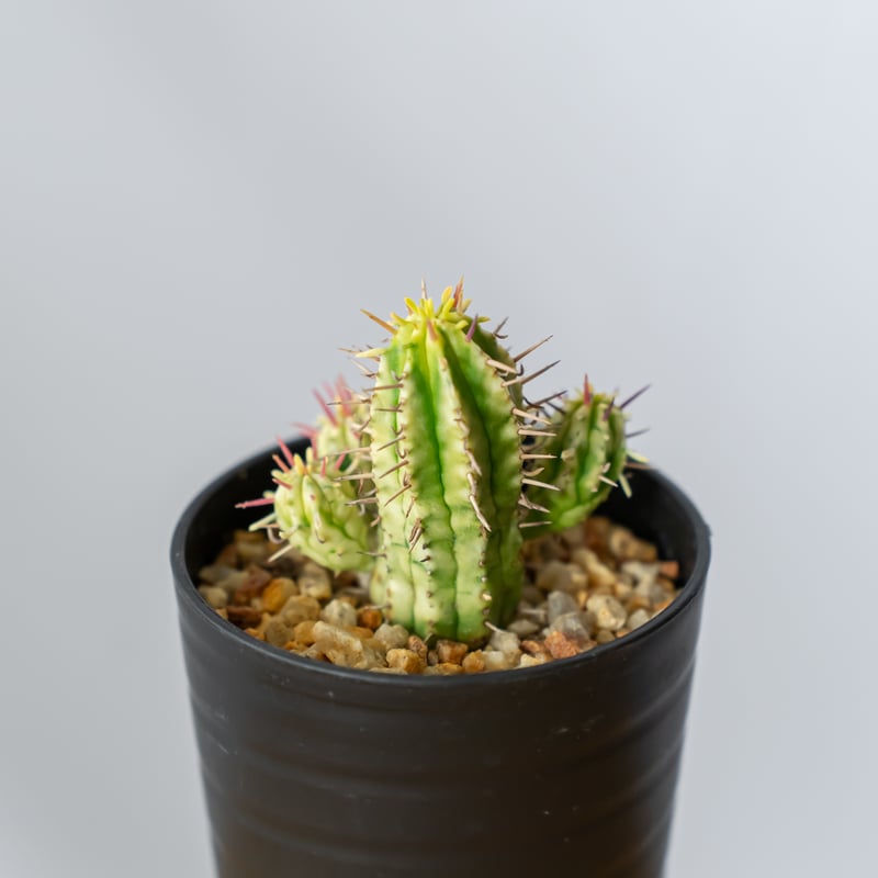 ユーフォルビア 紅彩閣錦 エノプラ 斑入り Euphorbia enopla