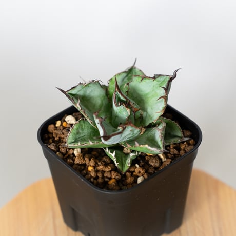 アガベbb | STORES