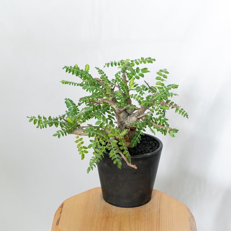 ボスウェリア　ネグレクタ　もう葉が落ちます11/16 Boswellia neglecta 落葉が早いボスウェリア ネグレクタ 室内に落ちる