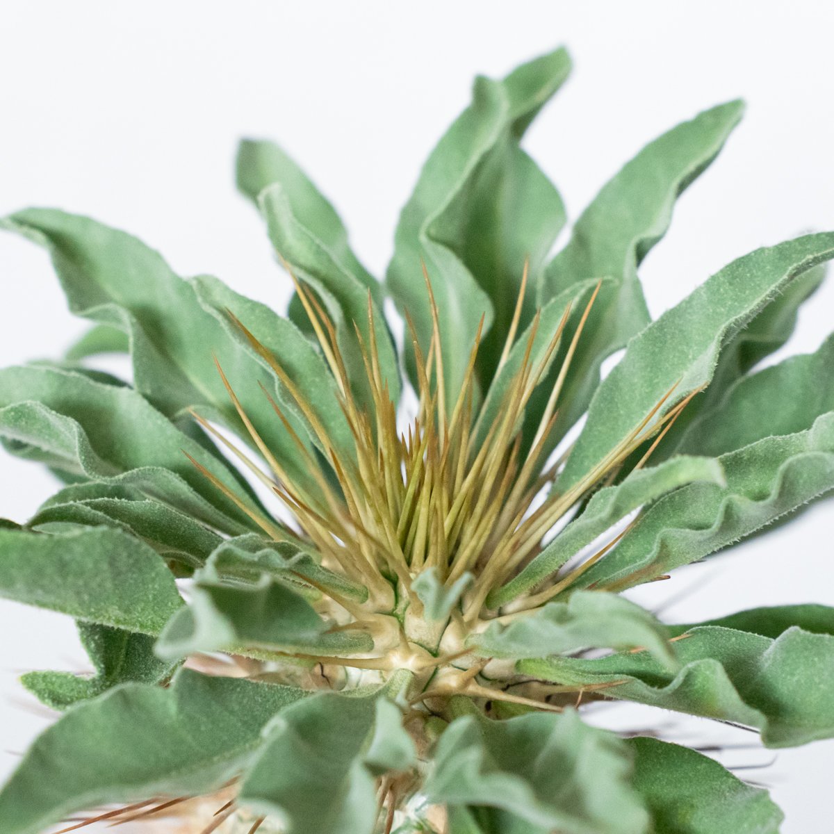 パキポディウム ナマクアナム 光堂 接木 大株 実生 Pachypodium