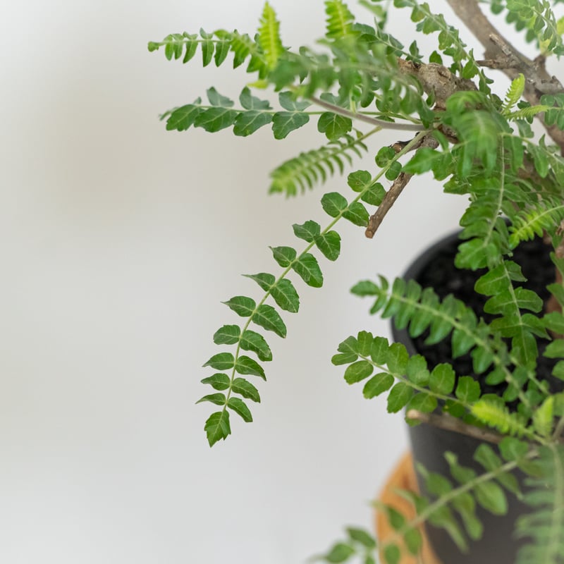 ボスウェリア ネグレクタ Boswellia neglecta 多肉植物 珍奇植物 静岡