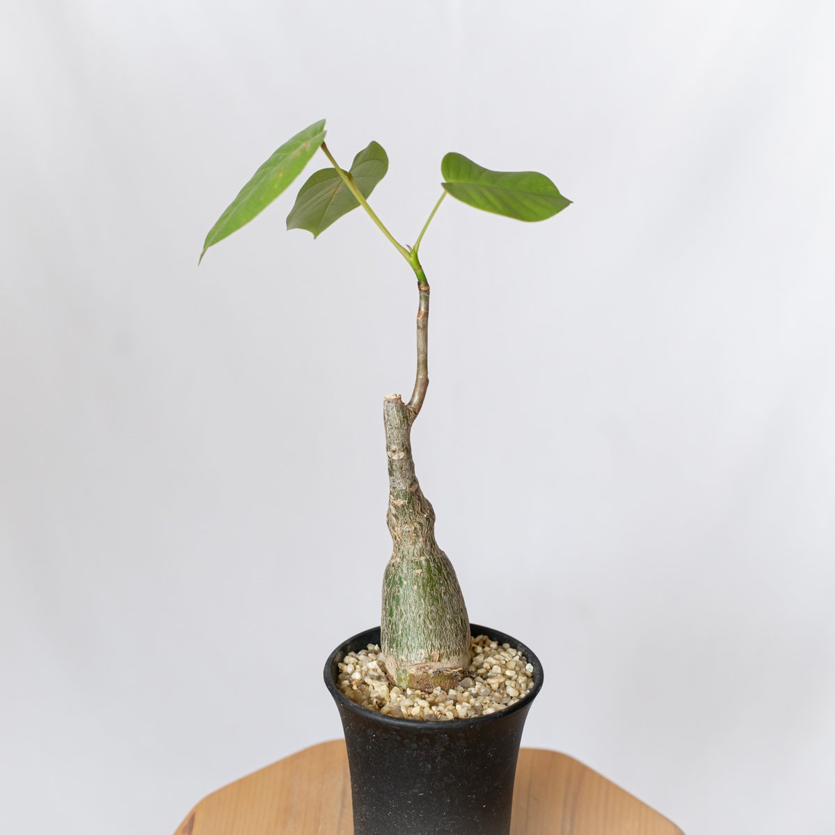 塊根 美株 ボンバックス 大型 Pseudobombax ellipticum プセウドボン