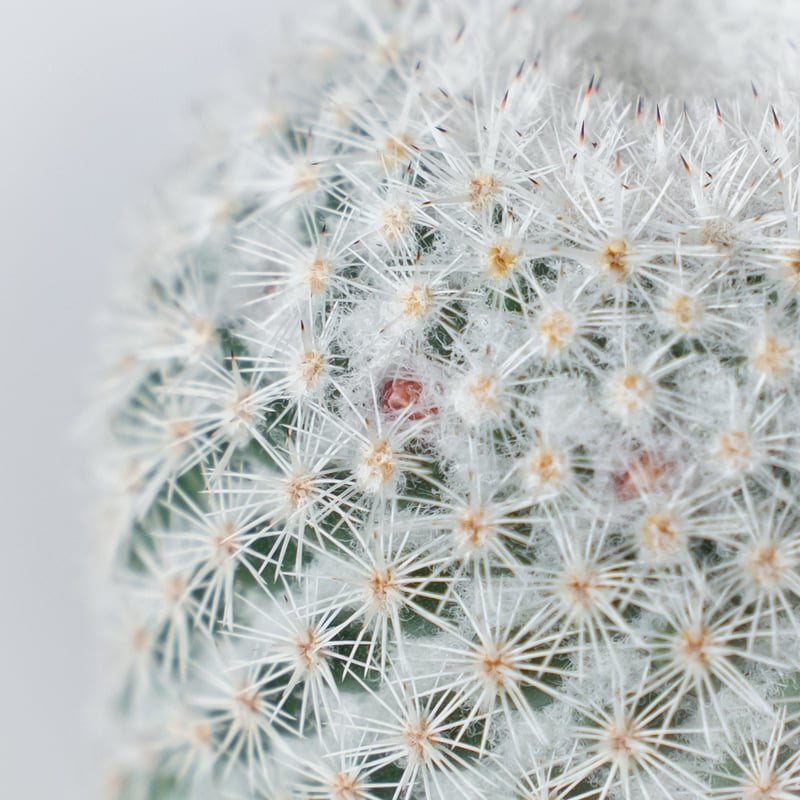 マミラリア 希望丸 実生 Mammillaria albilanata サボテン 多肉植物 珍