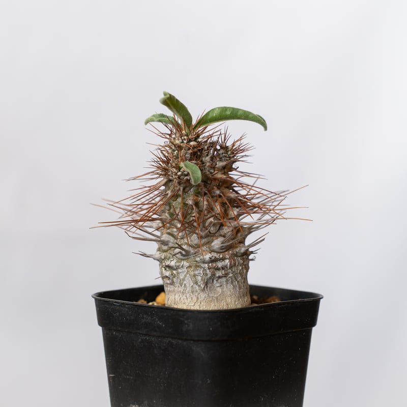 パキポディウム ナマクアナム 光堂 実生 実生 Pachypodium namaquanum