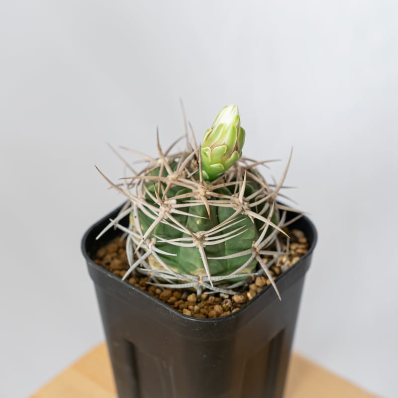 ギムノカリキウム フェロシオール 美株 実生 Gymnocalycium hybopleuru