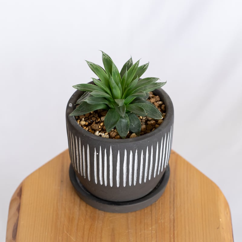 多肉植物セット オブツーサ ハオルチア オブツーサ ハイブリッド 鉢セット Haworthia obtusa hybrid