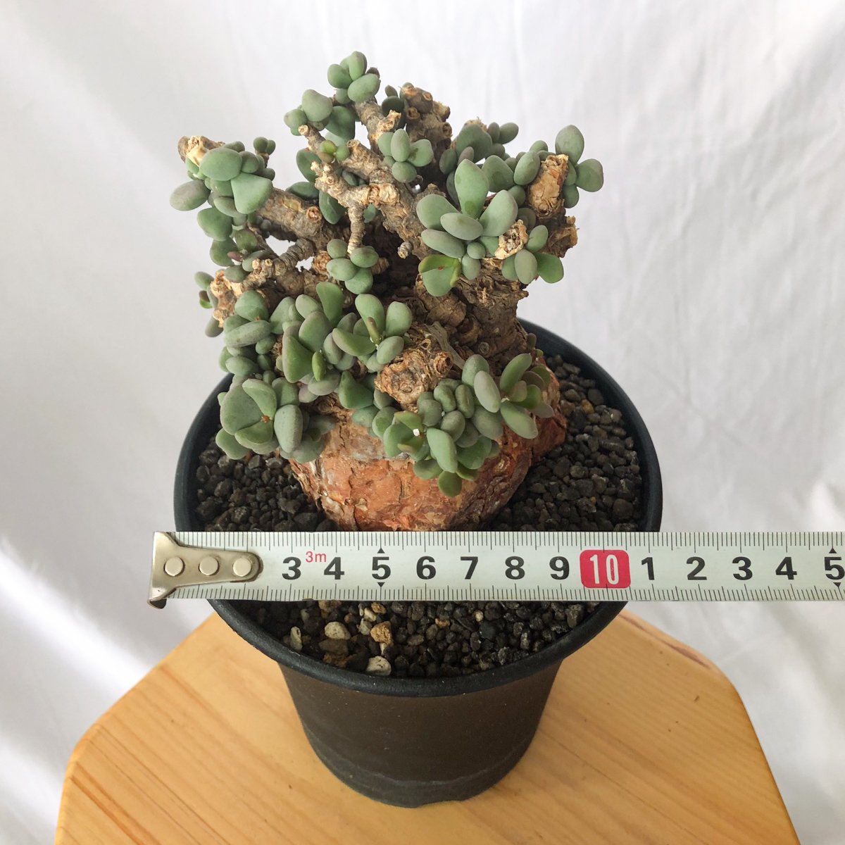 ケラリア ピグマエア 輸入株 Ceraria pygmaea 塊根植物 コーデックス