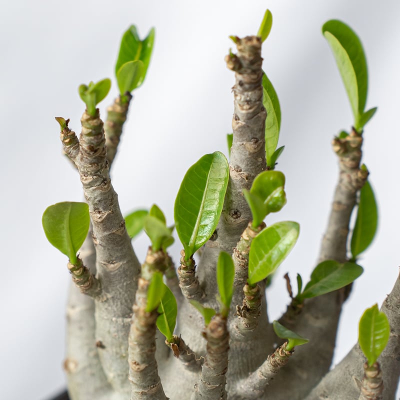 アデニウム アラビカム ブラックスキン【発根管理中】Adenium Arabicum