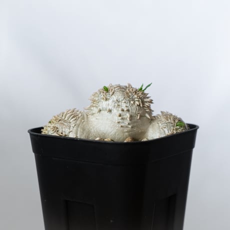 パキポディウム ブレビカウレ 恵比寿笑い 実生 Pachypodium brevicaule 塊根植物 コーデックス 多肉植物 珍奇植物 静岡 ANTIDOTE 通販 S1350