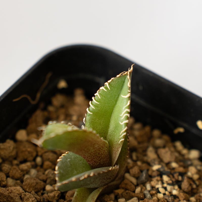 アガベ チタノタ 白豪刺【発根管理中】 Agave titanota TC株 多肉植物