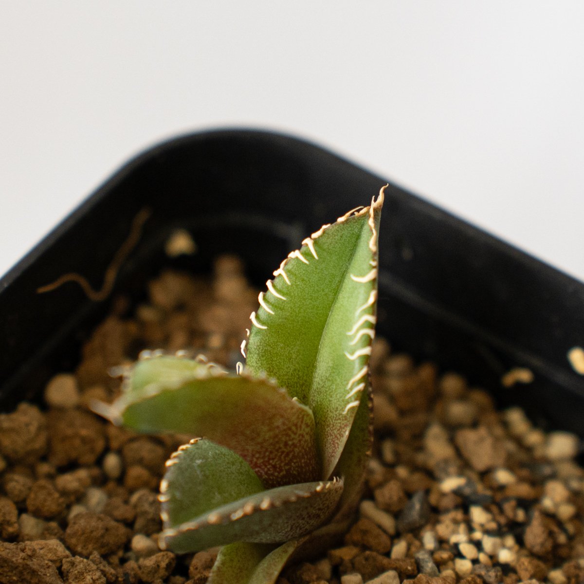 アガベ チタノタ 白豪刺【発根管理中】 Agave titanota TC株 多肉植物