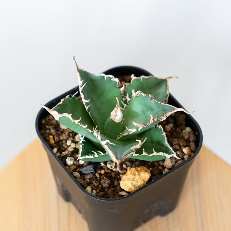 アガベ チタノタ 緑幽霊【発根管理中】 Agave titanota TC株 多肉植物