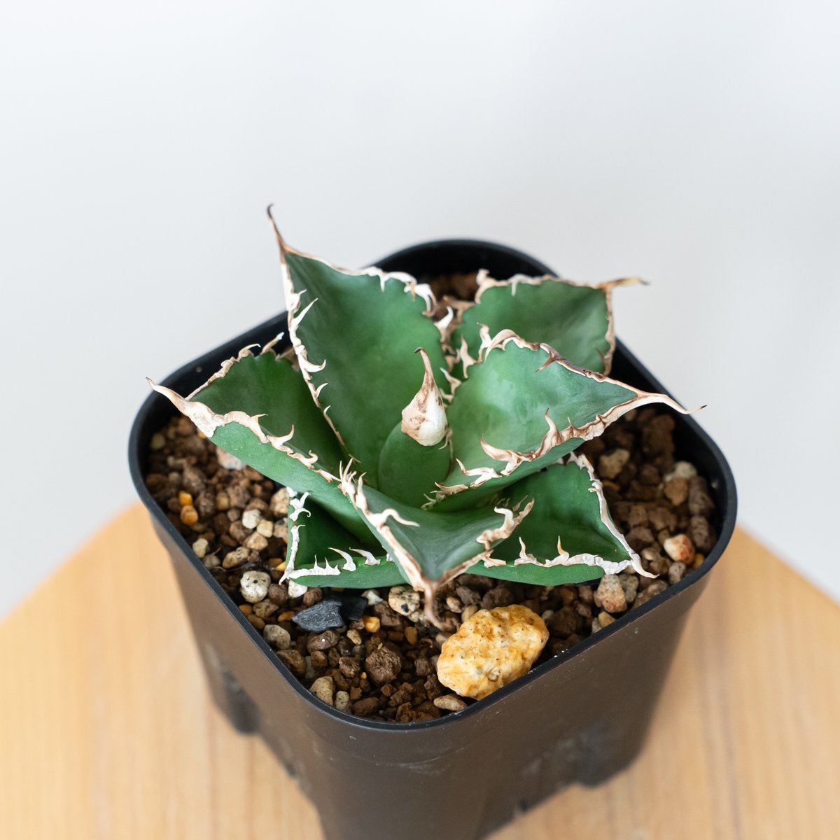 多肉植物アガベ　チタノタ緑幽霊 極上株 アガベ チタノタ 緑幽霊 / GG-03 | アガベ専門店 モンスターハウス