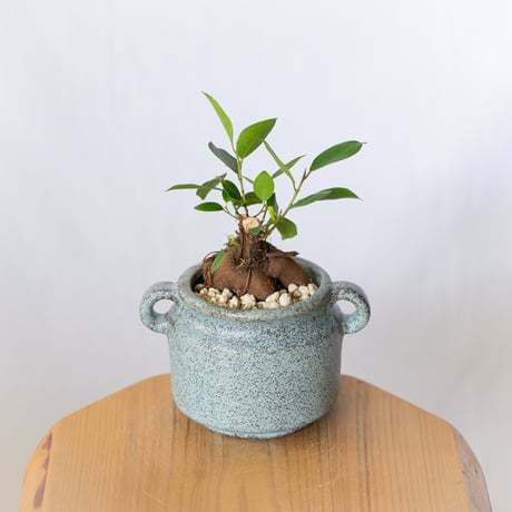 ガジュマル 鉢セット Ficus microcarpa キジムナー 新居祝い 多肉植物 観葉植物 インテリアグリーン 静岡 ANTIDOTE 通販 S1400