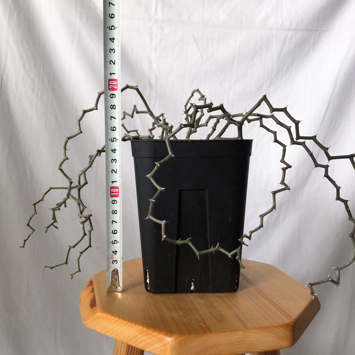 デカリア マダガスカリエンシス ジグザグの木 Decarya madagascariensis