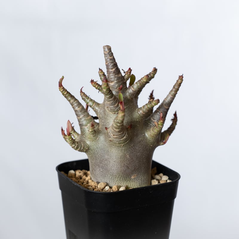 アデニウム アラビカム ブラックスキン 実生【発根管理中】Adenium