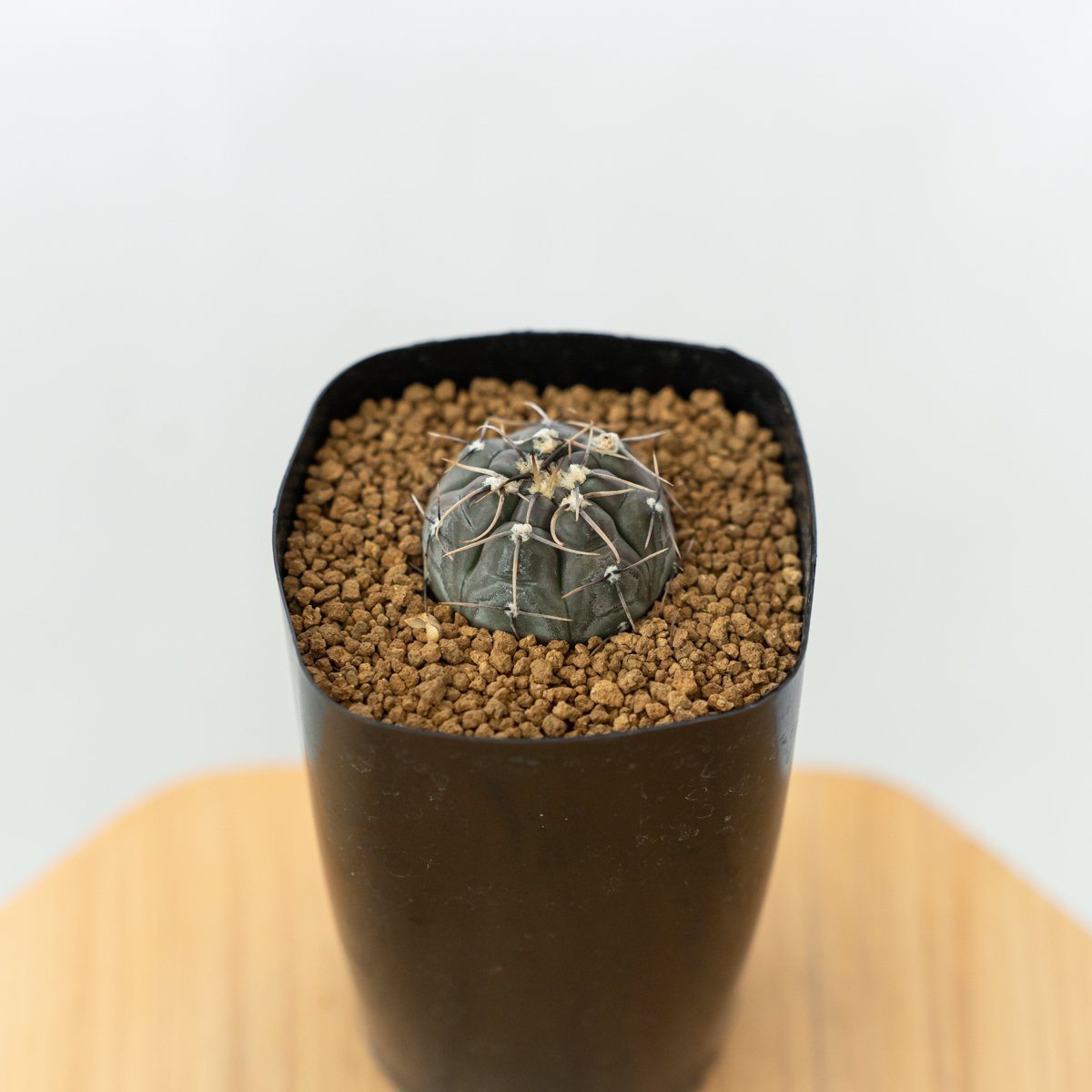 ギムノカリキウム ベルクティ 実生 Gymnocalycium berchtii 多肉植物 サ