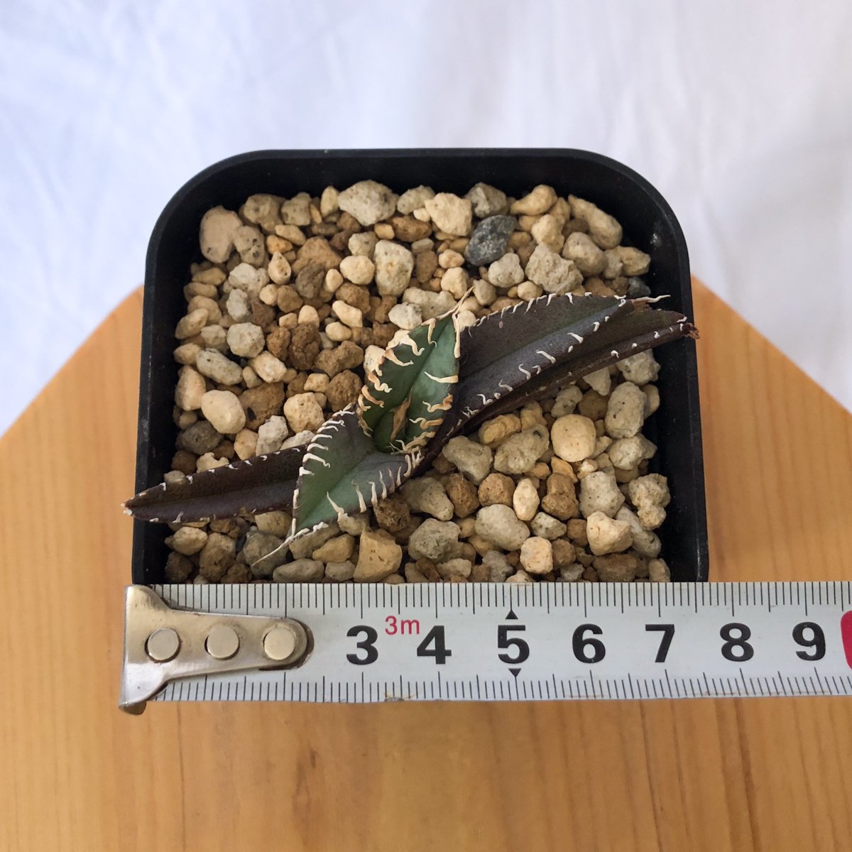 アガベ チタノタ 白幽霊【発根管理中】agave titanota white