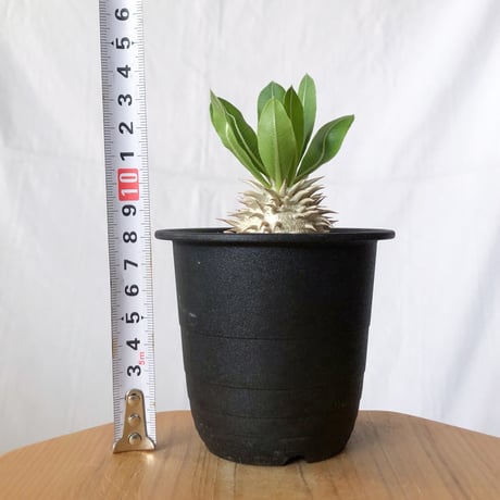 パキポディウム 恵比寿大黒 実生 Pachypodium Densicaule 塊根植物 コーデックス 多肉植物 珍奇植物 静岡 ANTIDOTE 通販 S1419