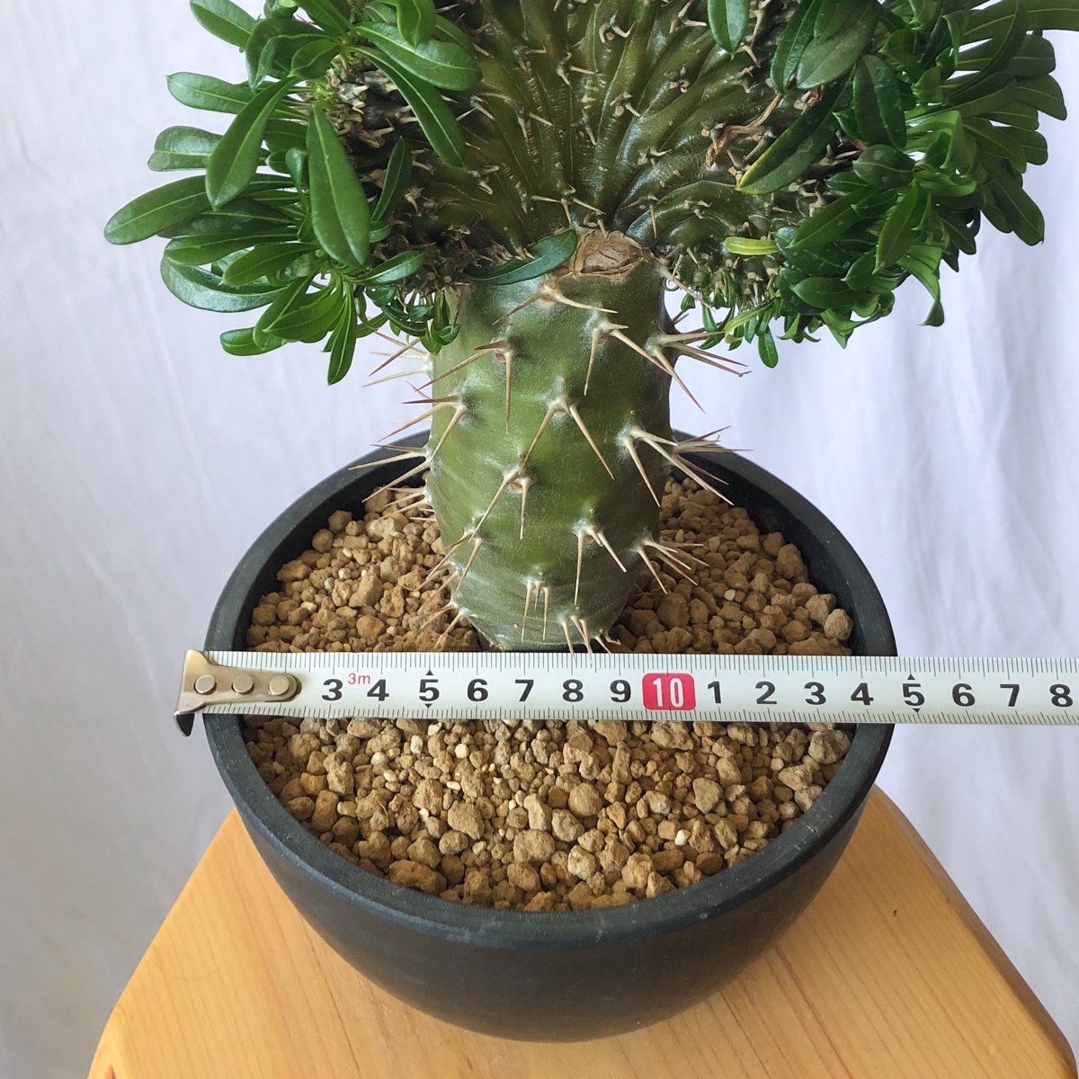 パキポディウム ラメリー 綴化 接木 美株 Pachypodium lamerei f