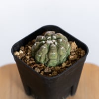 アガベ チタノタ 白幽霊【発根管理中】TC株 agave titanota white gho