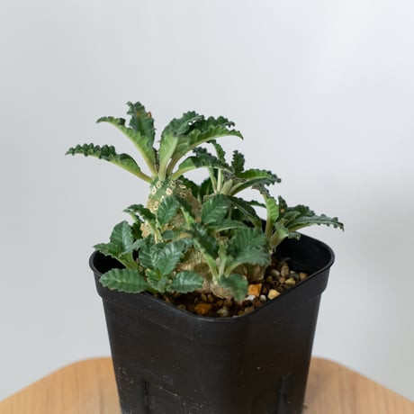 ドルステニア ラブラニー 実生 Dorstenia Dorstenia lavrani 塊根植物 コーデックス 多肉植物 珍奇植物 静岡 ANTIDOTE 通販 S1458