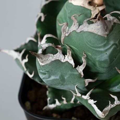 アガベ チタノタ 魔丸 OC株【発根管理中】agave titanota imps 多肉植物 珍奇植物 ANTIDOTE 静岡 通販 S1442