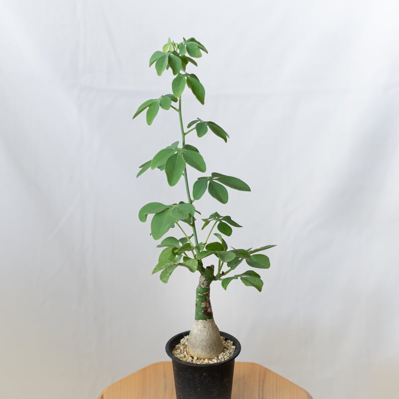 美株】アデニアグラウカ 塊根植物 コーデックス アデニア 多肉植物