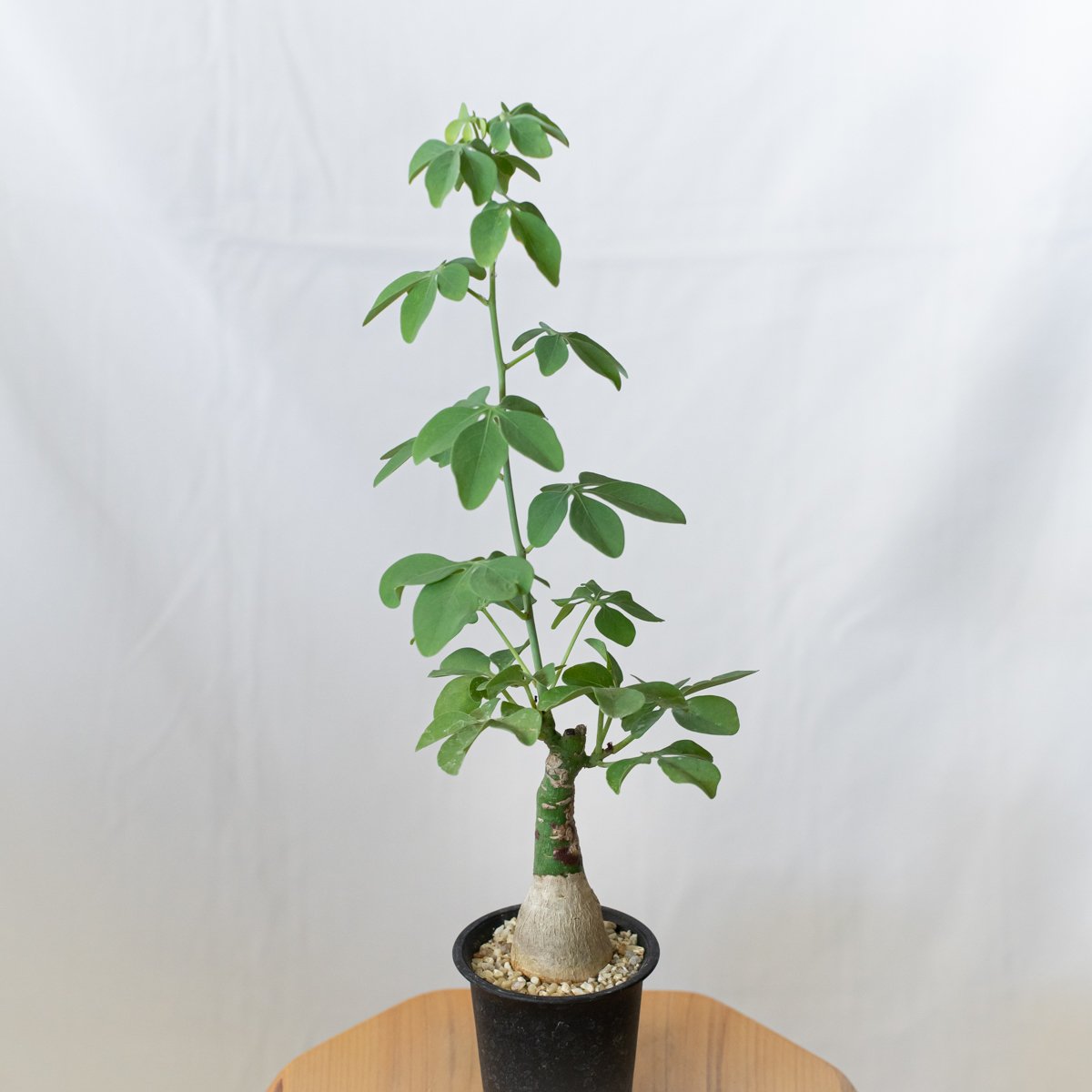 アデニア グラウカ 幻蝶かずら Adenia glauca 塊根植物 コーデックス