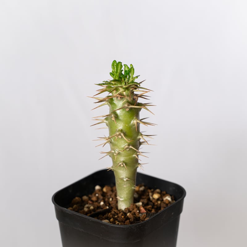 国内実生 パキポディウム アンボンゲンセ ambongense 3 Pachypodium ambongense【パキポディウム・アンボンゲンセ・実生
