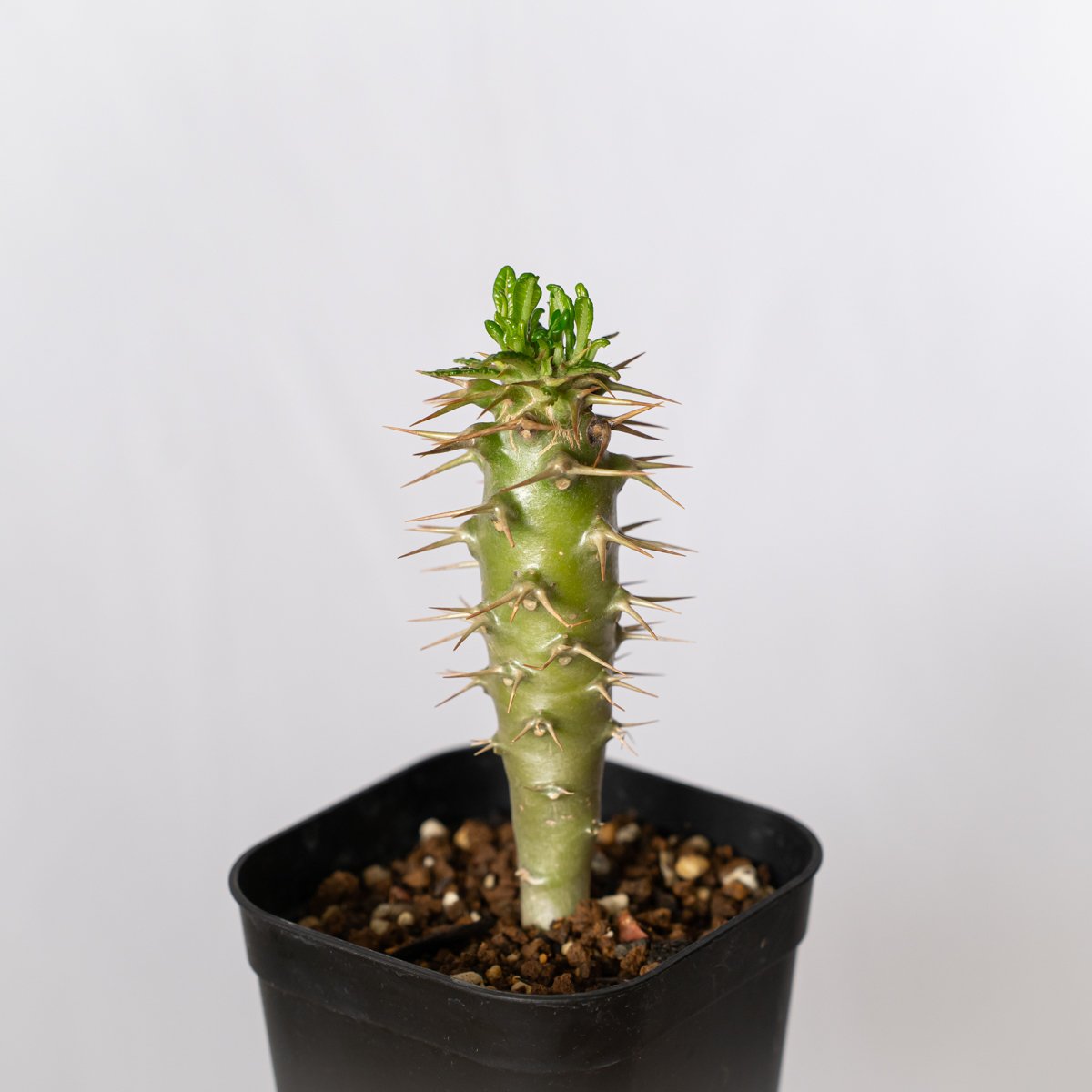 パキポディウム アンボンゲンセ Pachypodium ambongense Pachypodium ambongense【パキポディウム・アンボンゲンセ・実生