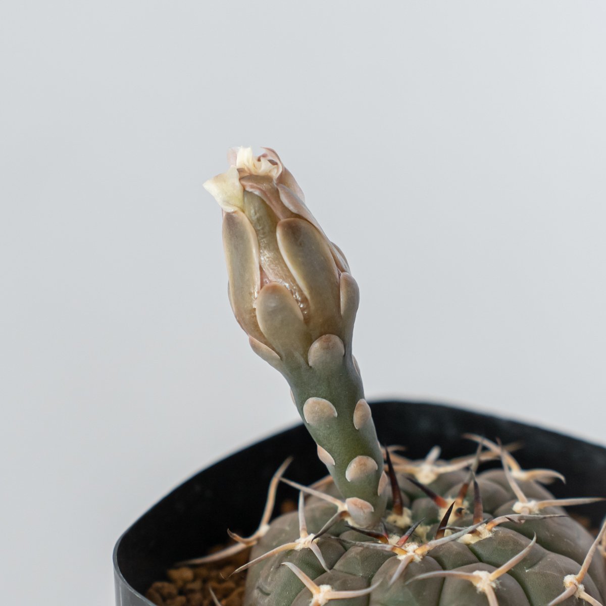 ギムノカリキウム バリスピナム 武勲丸 実生 Gymnocalycium