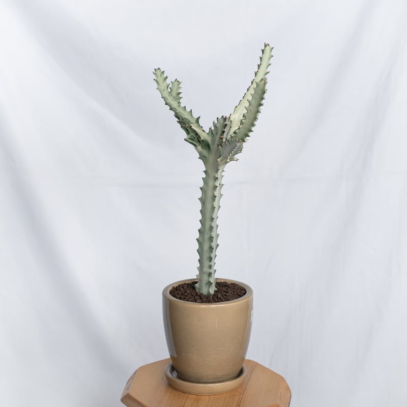 ユーフォルビア ホワイトゴースト 鉢セット Euphorbia lactea White Gh