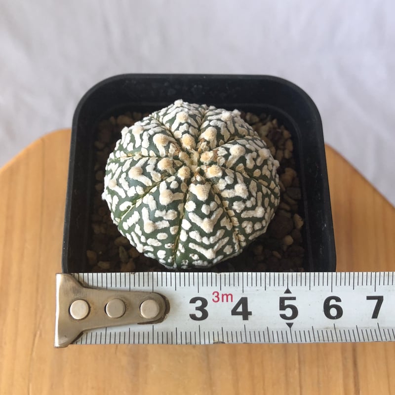 アストロフィツム スーパー兜 Vタイプ アロータイプ 実生 Astrophytum