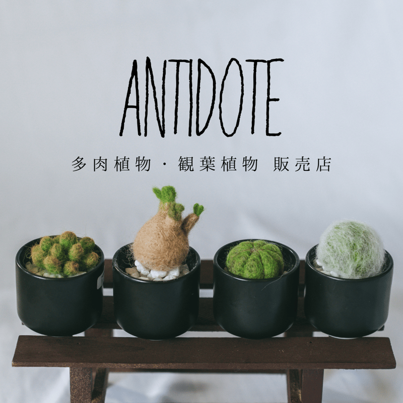 アガベ チタノタ 悪魔くん TC株 Agave titanota 多肉植物 珍奇植物