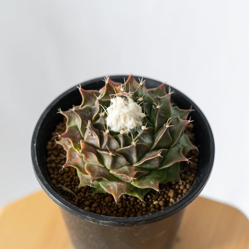 オブレゴニア デニグリー 帝冠錦 実生 美株 斑入り Obregonia denegrii