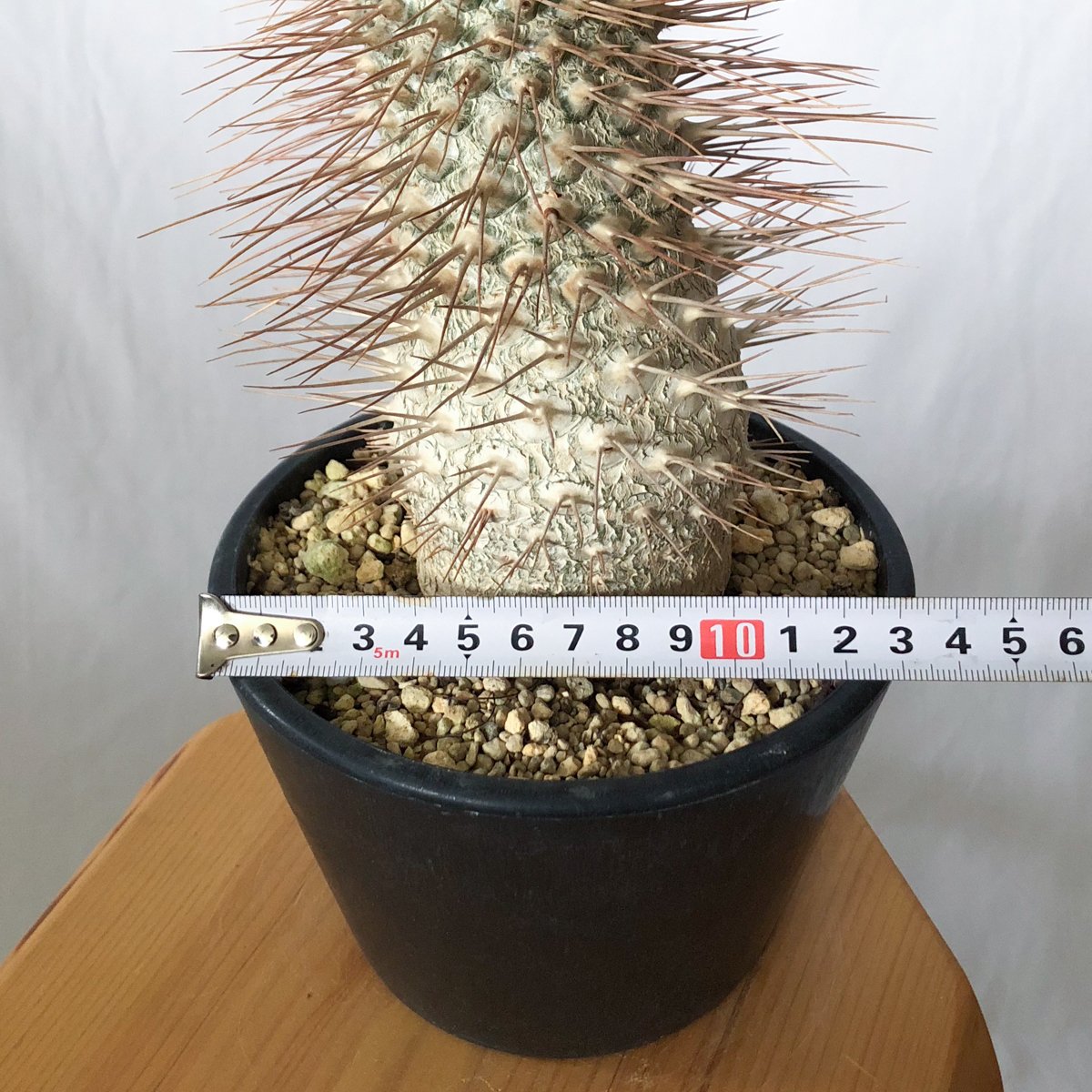 パキポディウム ナマクアナム 光堂 接木 大株 実生 Pachypodium