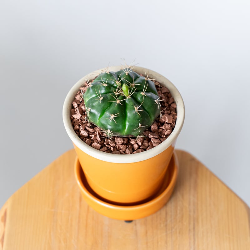 ギムノカリキウム 翠晃冠 鉢セット Gymnocalycium anisitsii サボテン