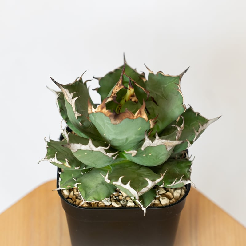 【現品】 アガベ チタノタ オテロイ 姫厳龍 大株 子株付き 超良血統 鉢植 アガベ チタノタ 姫厳龍 OC株 Agave titanota 多肉植物 珍奇植物