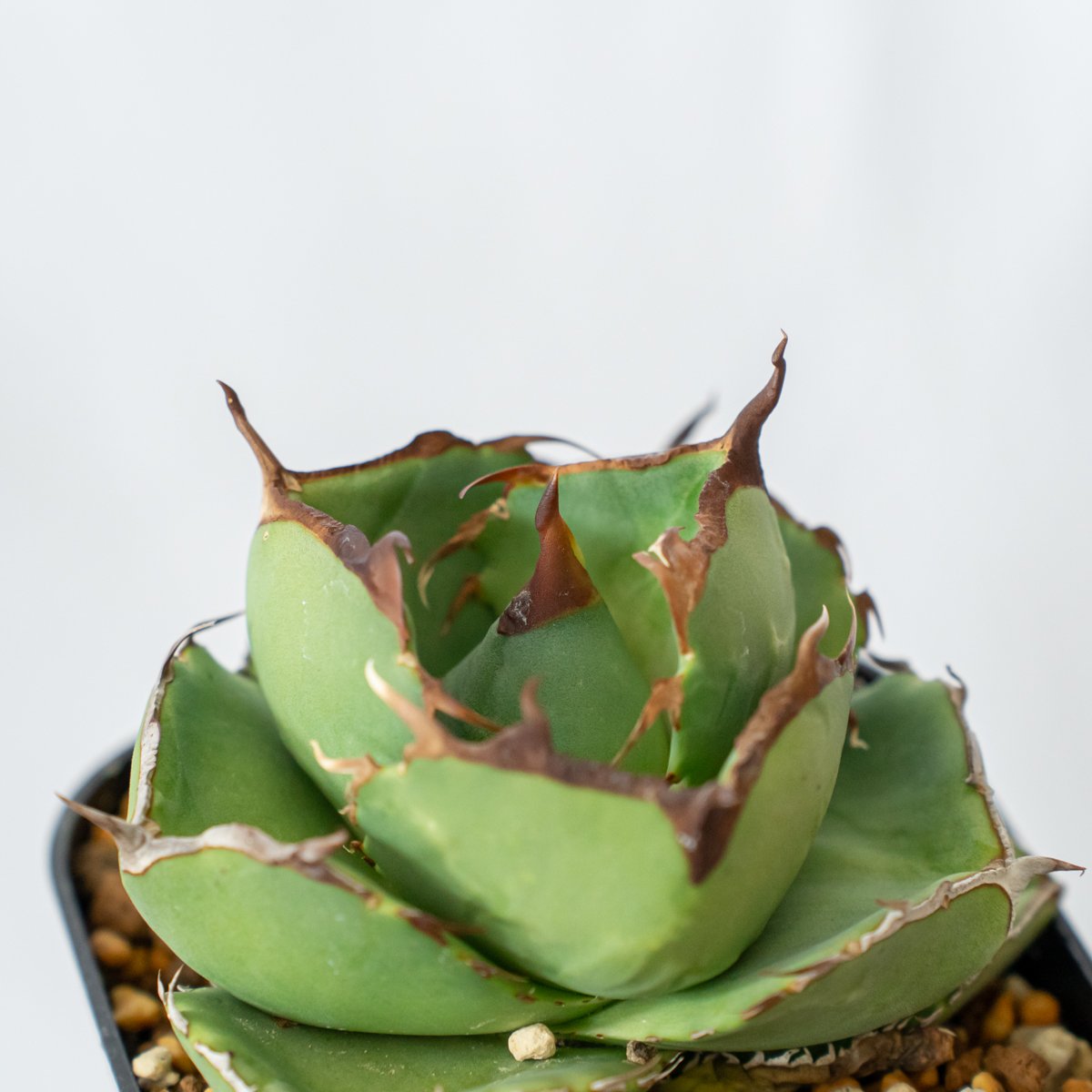 多肉植物 アガベ チタノタ シーザー 17株➕ジャガーノート 純血 11株