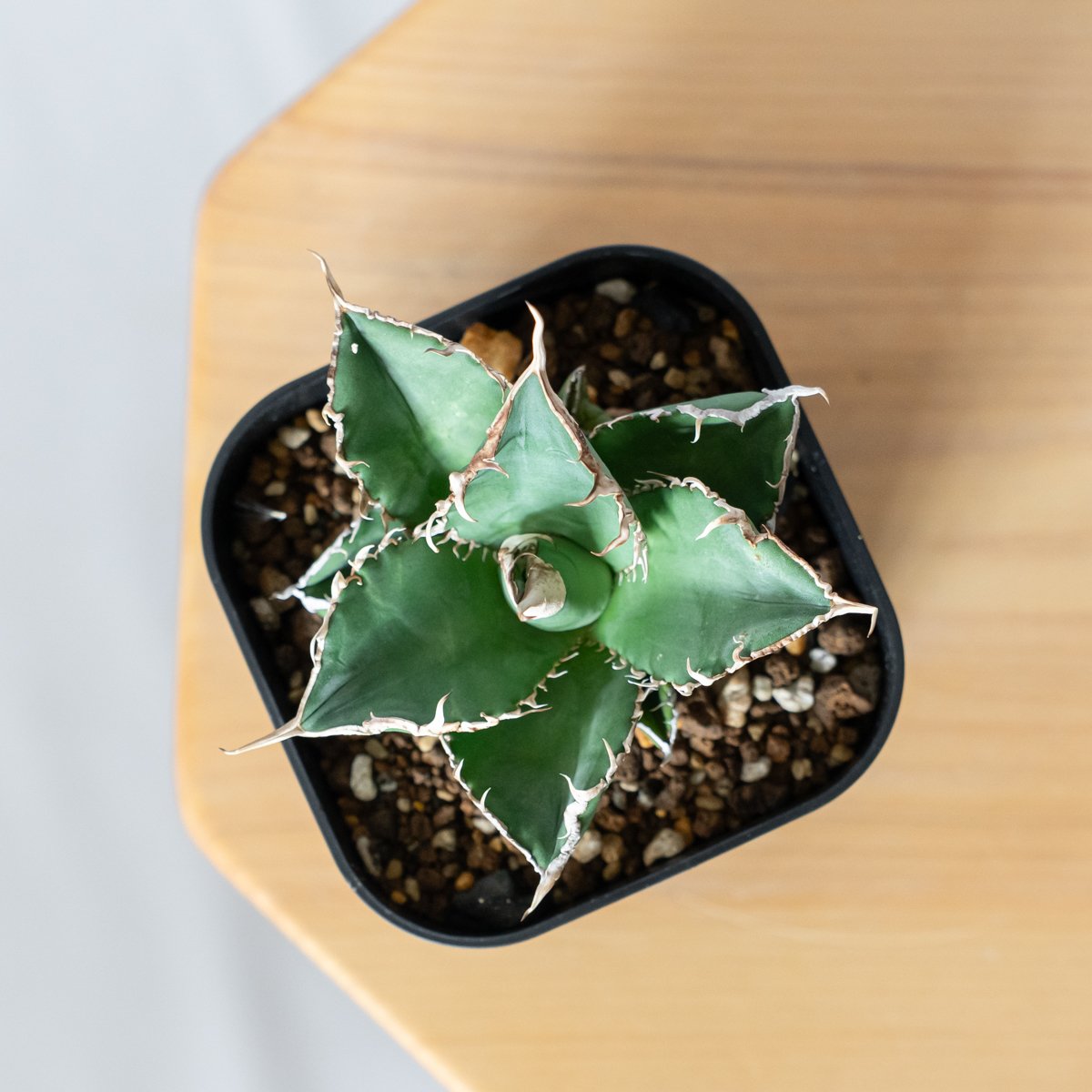 多肉植物アガベ　チタノタ緑幽霊 極上株 アガベ チタノタ 緑幽霊 / GG-03 | アガベ専門店 モンスターハウス