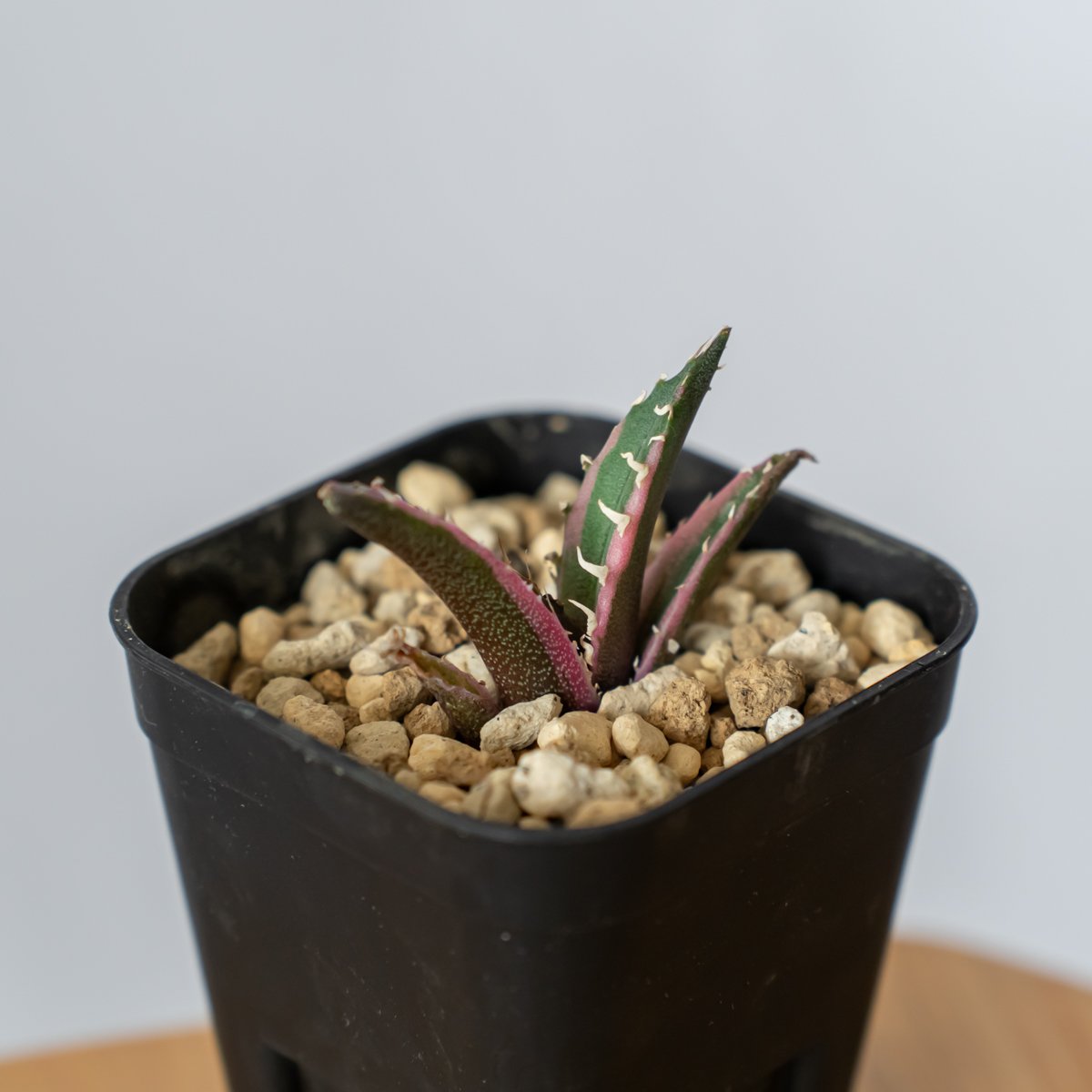 多肉植物 アガベ チタノタ ブルーボールBB 白覆輪 大子株 4株➕白鯨錦