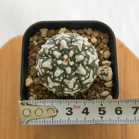 アストロフィツム スーパー兜 Vタイプ 美株 実生 アロー Astrophytum asterias Super Kabuto V サボテン 多肉植物 静岡 ANTIDOTE 通販 S1232