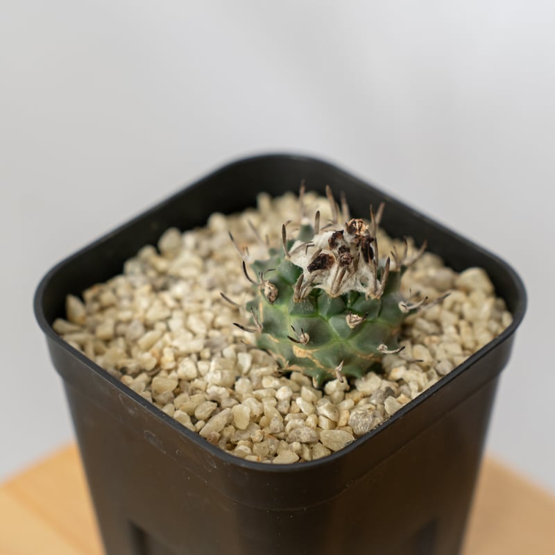 ツルビニカルプス 昇竜丸 実生 Turbinicarpus Schmiedickeanus サ